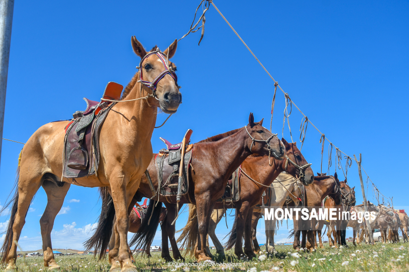 World Horse Day Celebrated for the First Time
