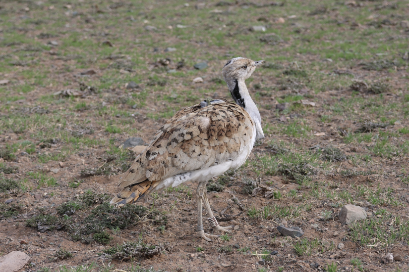 Bustard Migration Study Enters Third Year in Uvs Lake Basin