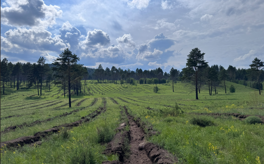 Billion Tree Fund Expands Reforestation Efforts to Five Aimags