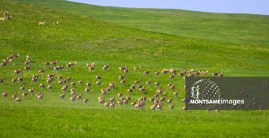 Toson Khulstai Remains Key Habitat for Mongolian Gazelles