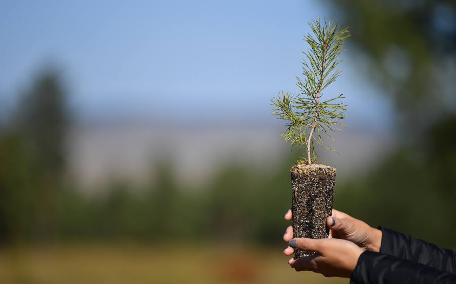Mongolia to Chair United Nations Forum on Forests