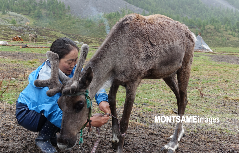 but since reindeer milk has high fat content, 5 liters of water